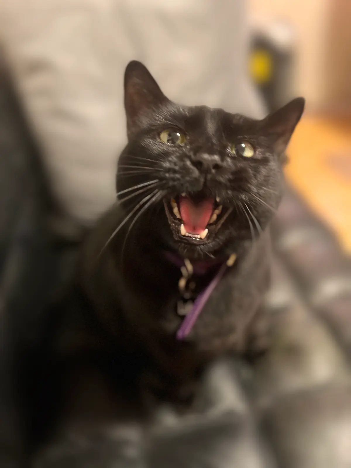Luka